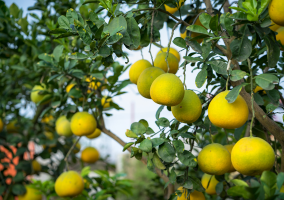 Buah Jeruk